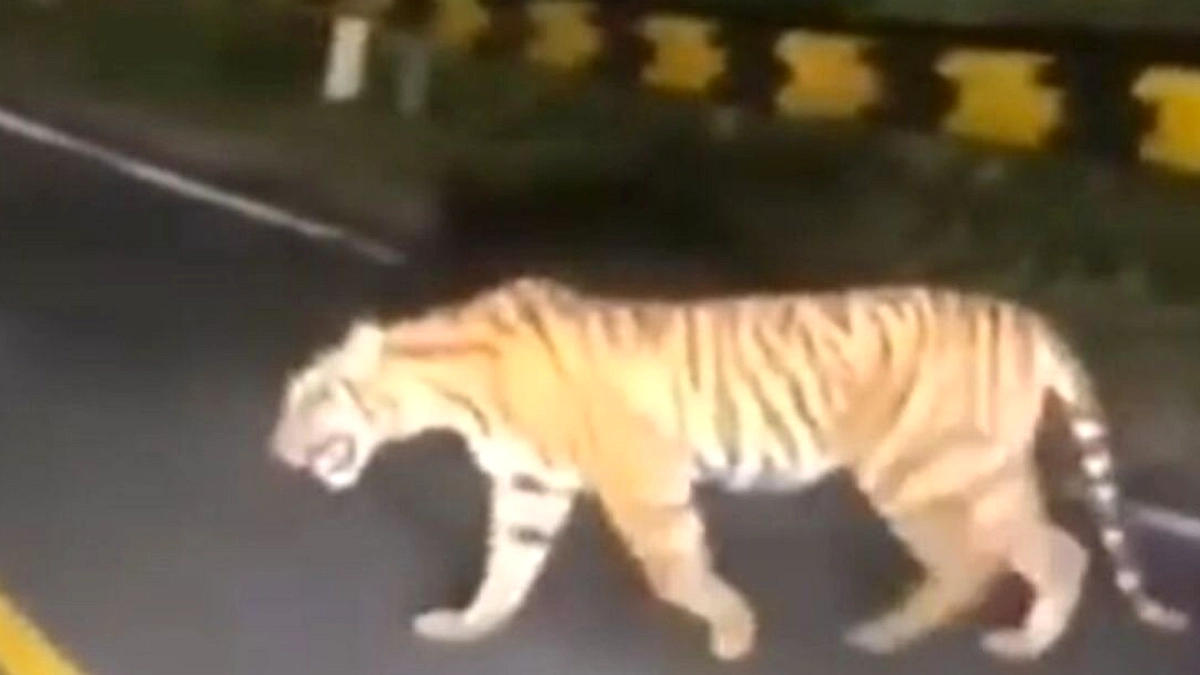 Harimau Sumatera Mati di Sungai Bukit Makmur, BKSDA Siaga