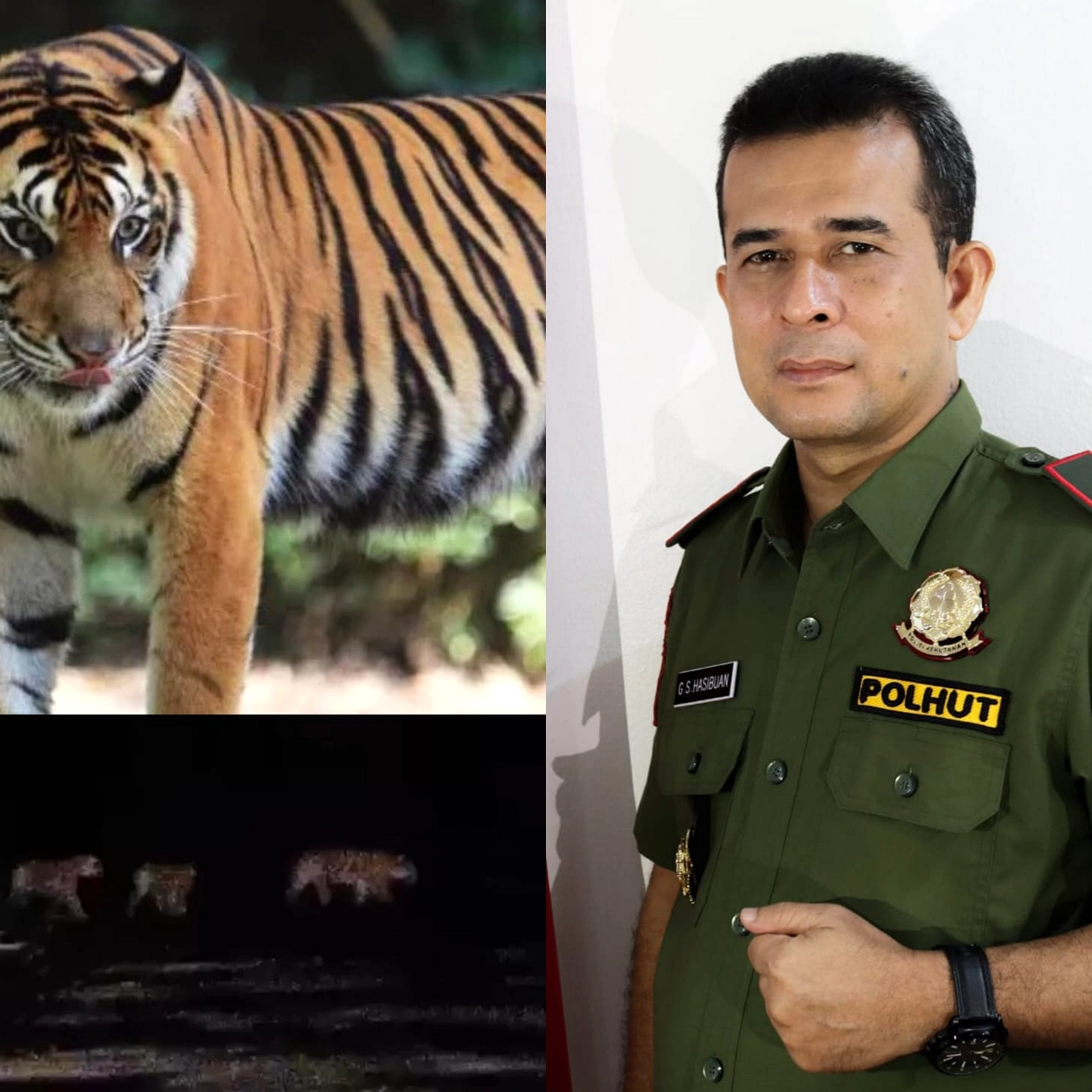 Harimau Tewaskan Dua Orang di Pelalawan