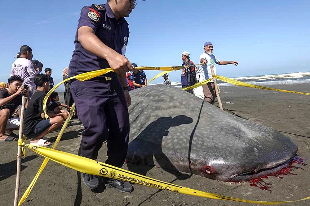 Hiu Tutul 6 Meter Terdampar di Cilacap, Mati Satu Jam Kemudian