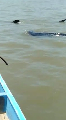 Hiu Tutul Kembali ke Pasuruan, Sewa Perahu Rp30 Ribu