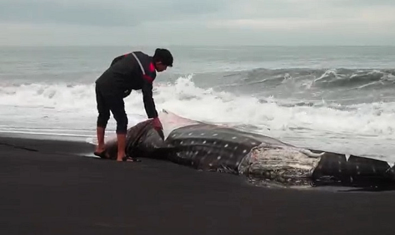 Hiu Tutul Raksasa Terdampar di Pantai Lamongan, Warga Sabar
