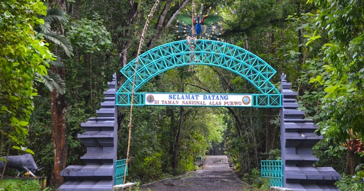 Hutan Mistik Jawa Timur: Keindahan & Cerita Misterius