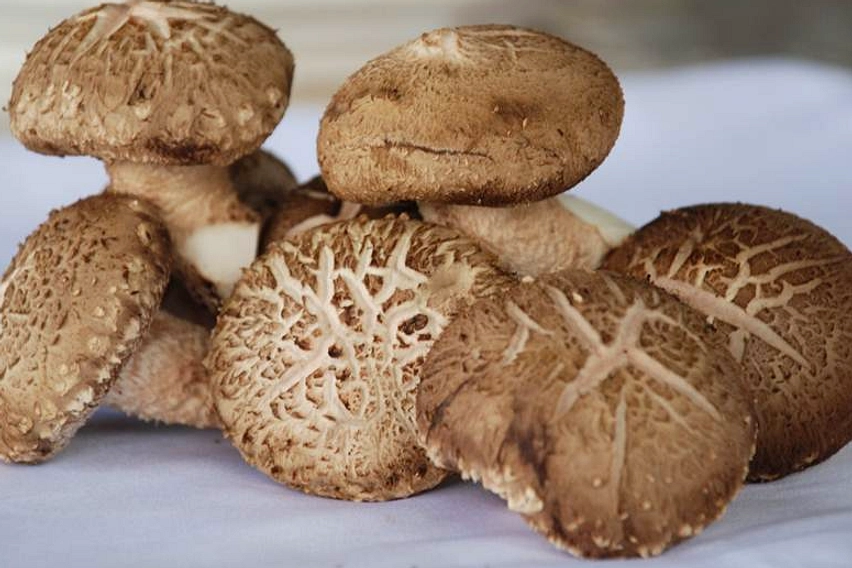 Ibu di Florida Kenali Ruam Pasca Makan Jamur Shiitake