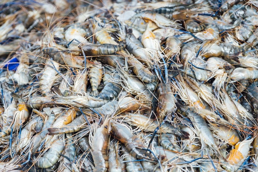 ID FOOD Ekspor Perdana 102 Ton Udang Vaname ke AS