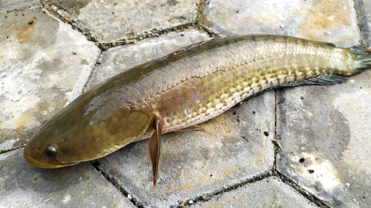 Ikan Gabus Raksasa: Predator Air Tawar Berbahaya Indonesia