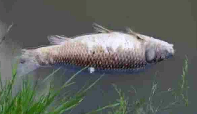 Ikan Pleco: Spesies Invasif Merusak Sungai dan Kesehatan