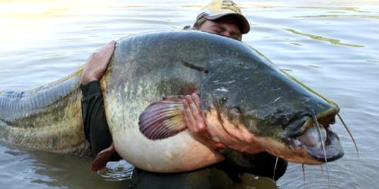 Ikan Raksasa Mekong Kembali, Nelayan Kaget