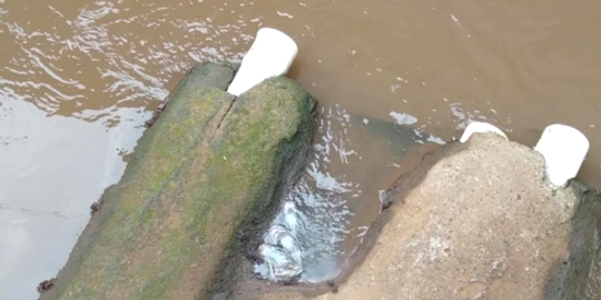 Ikan Sapu-Sapu: Polusi Air Memperburuk Sungai Indonesia