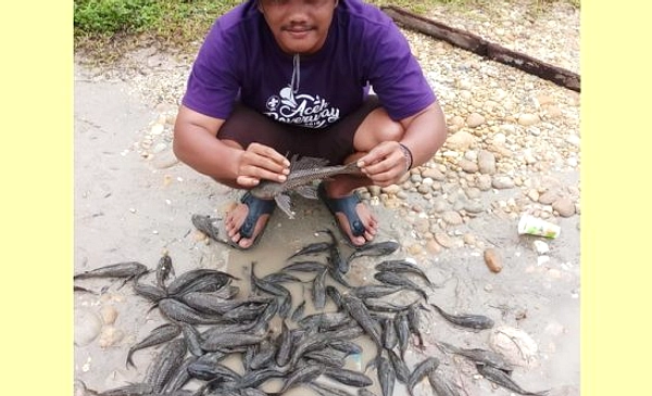 Ikan Sapu-sapu Reproduksi Tinggi, Predator Dipertimbangkan