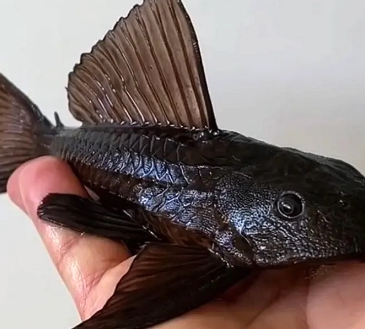Ikan Sapu‑Sapu Naik Pesat di Ciliwung, Pemerintah Tangkap