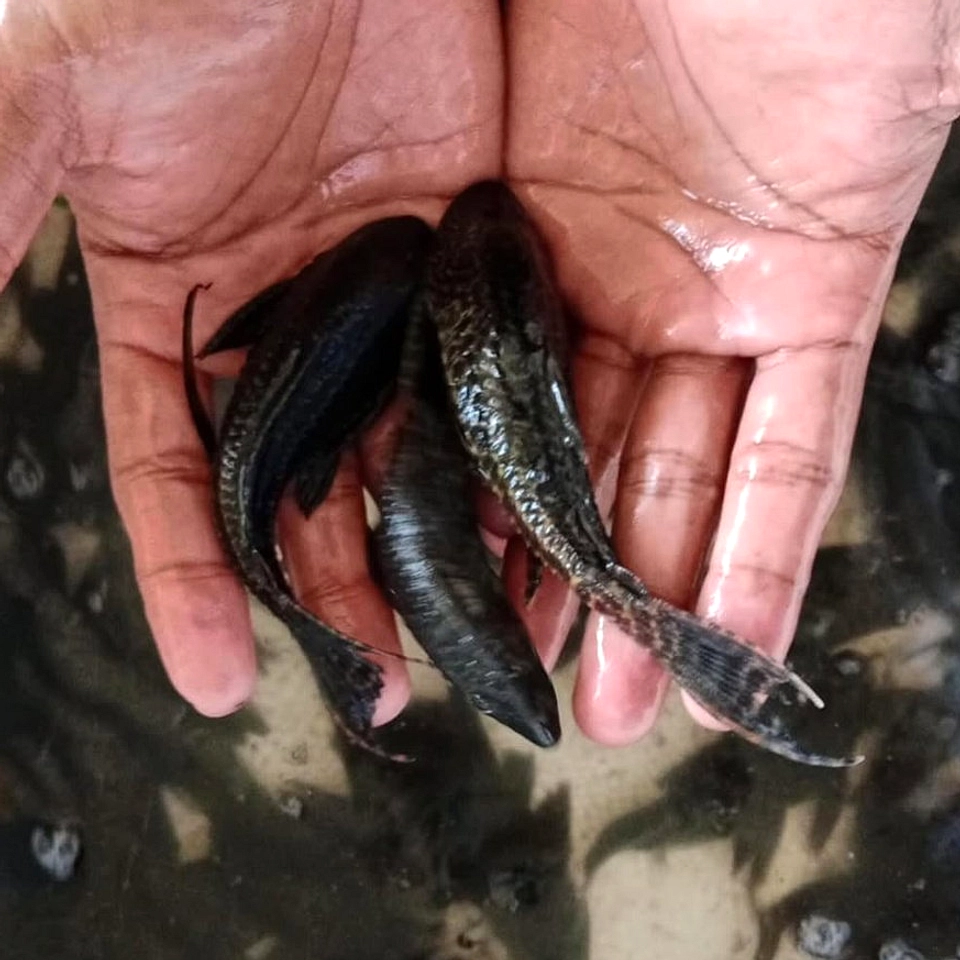 Ikan Sapu‑Sapu: Nikmat di Amerika, Dihindari di Indonesia