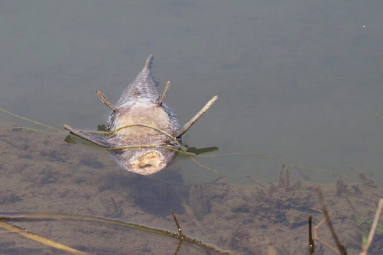 Ikan Sapu‑Sapu Tumbuh Cepat, Menyerang Ekosistem Sungai
