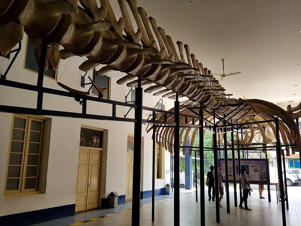 Immerzoa, Pameran Interaktif Baru Museum Zoologi Bogor