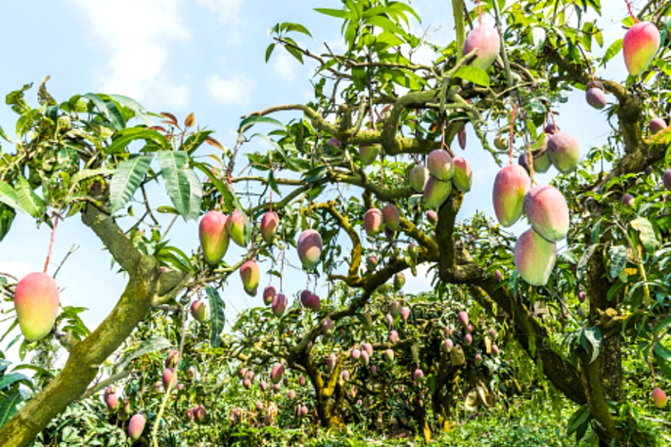 India Tawarkan Jasa Sewa Pohon Mangga Hingga Panen