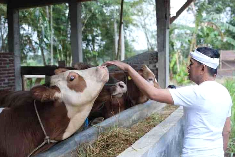 Indonesia Masih Impor 1 Juta Sapi per Tahun