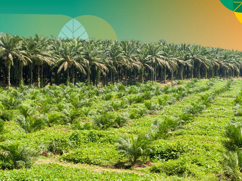 Industri Kelapa Sawit: Pekerjaan Tantangan Keberlanjutan