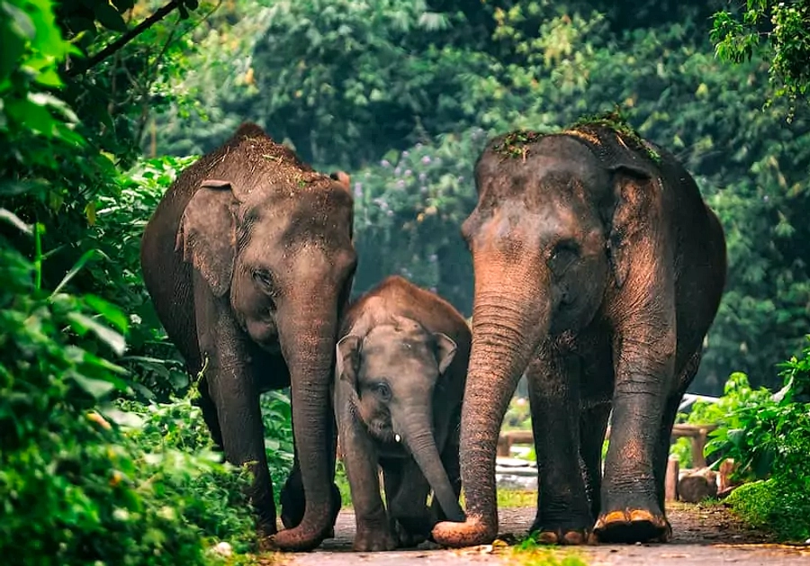 Inpres Gajah 2026: Perlindungan Kini Agenda Nasional