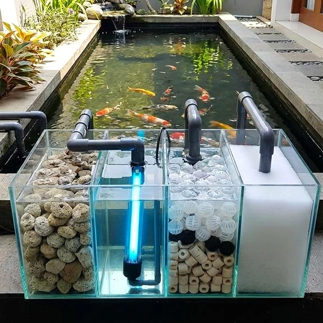 Jaga Kolam Ikan Rumah Bersih: Tips Pembersihan dan Nutrisi