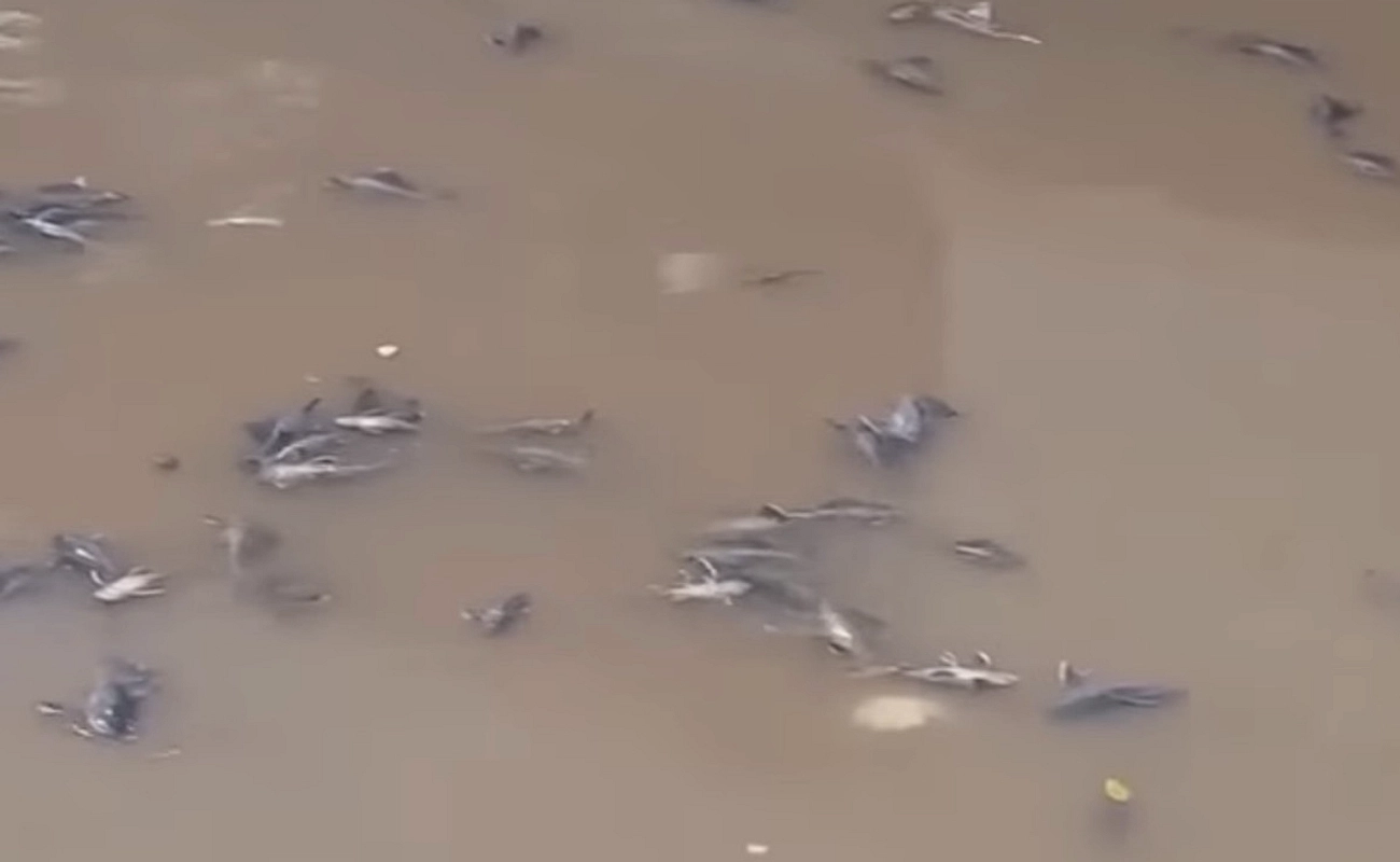 Jakarta Bakar Ikan Sapu‑Sapu, 60% Populasi Habitat Terancam