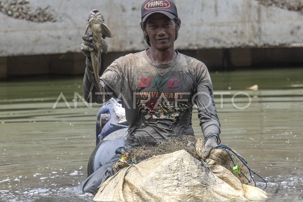 Jakarta Penangkap Ikan Sapu‑Sapu untuk Lindungi Ekosistem