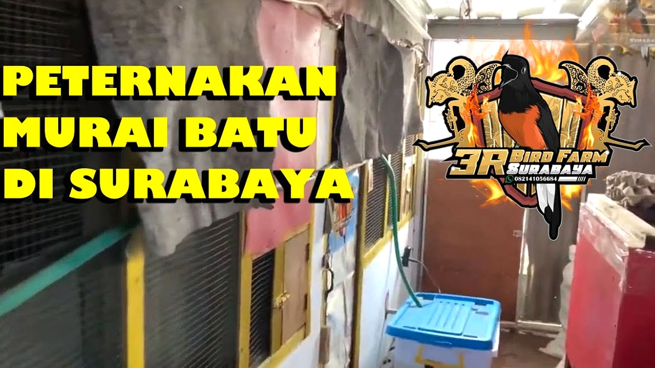 Jaksa Surabaya Sukses Kembangkan Bisnis Penangkaran Murai Batu