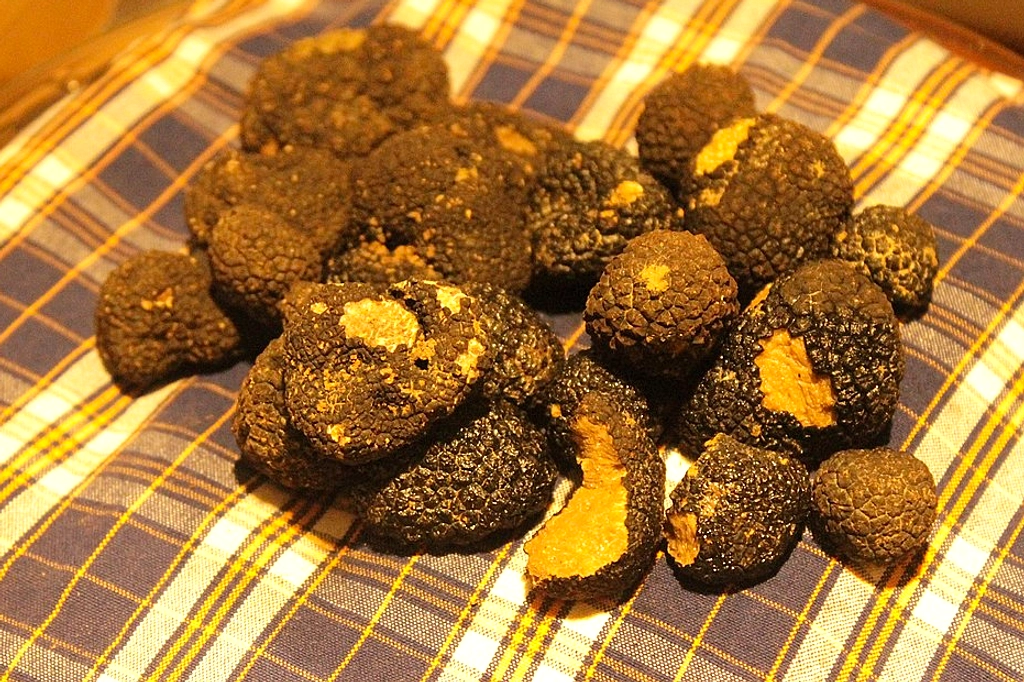 Jamur Truffle: Harga Rp 60 Juta, Cara Nikmati Otentik