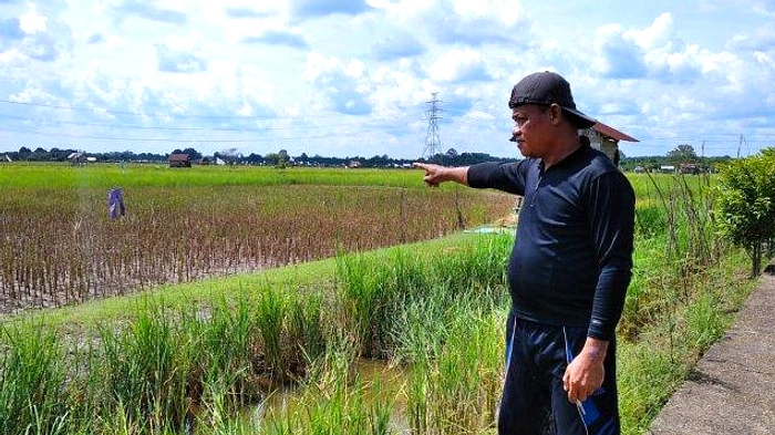 Junaidi Tabrak Petir Saat Berburu di Sawah, Meninggal