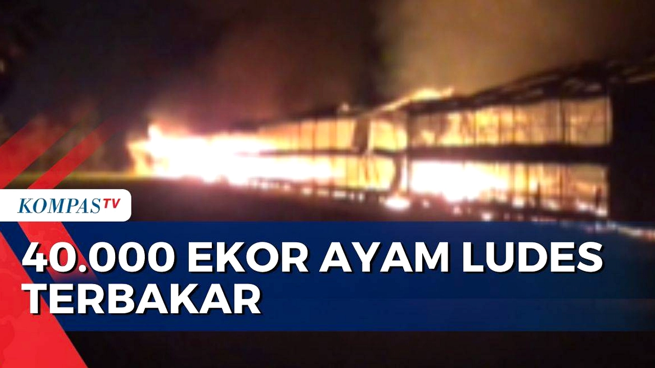 Kandang Ayam di Klaten Ludes Terbakar, 12.000 Ayam Hangus