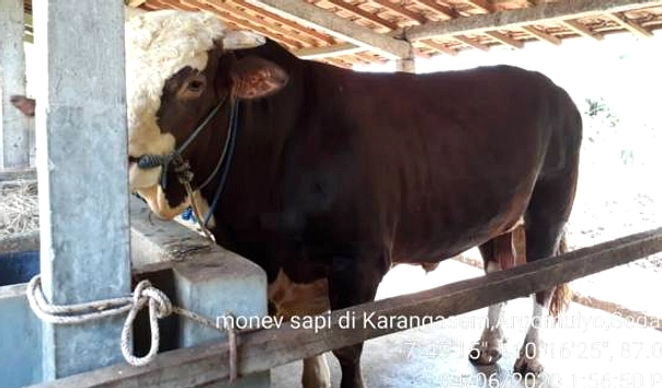 Kapolda Sumsel Kurban Sapi di Lubuklinggau untuk Masyarakat