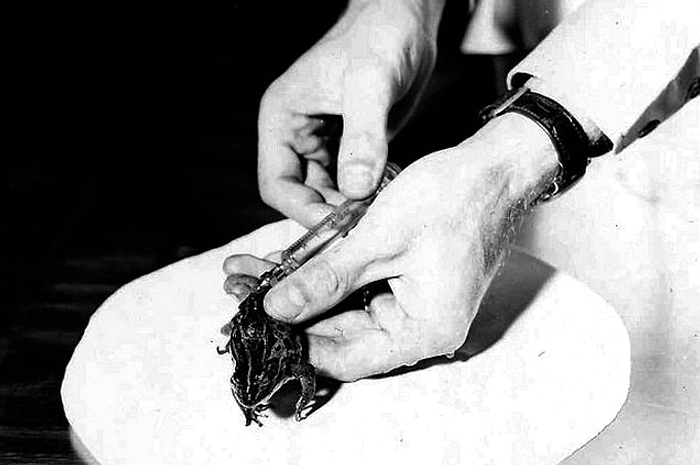 Katak Badut Sebagai Tes Kehamilan 1950‑an: Penelitian