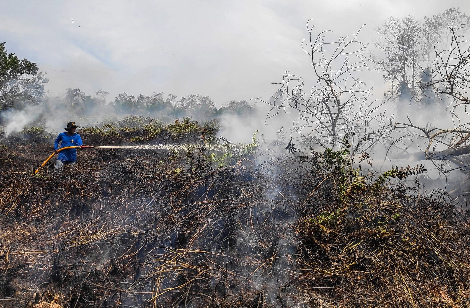 Kebakaran Hutan di Pacitan: 10 Hektare Hangus, Api Padam