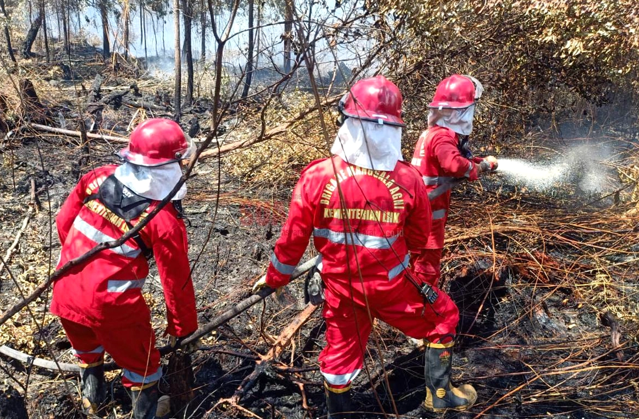 Kebakaran Lahan Rokan Hilir Menghancurkan 80 Ha Sawit