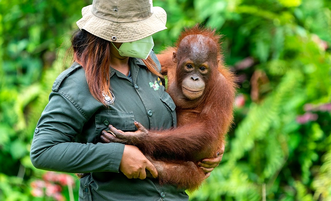 Kedua Orangutan Hadir di Tobe Zoo, Konservasi Bersatu