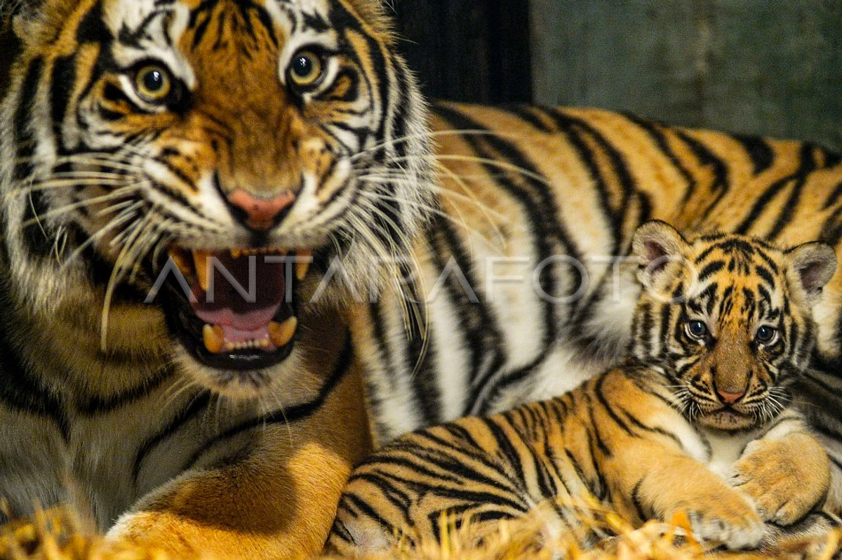 Kematian Anak Harimau Hara di Kebun Binatang Bandung