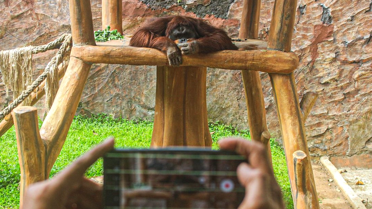 Kematian Harimau Anak di Kebun Binatang Bandung Akibat Virus