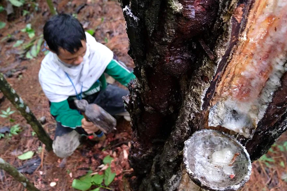 Kemenhut Percepat Izin Hutan PT Ika Trias & PT Kencana