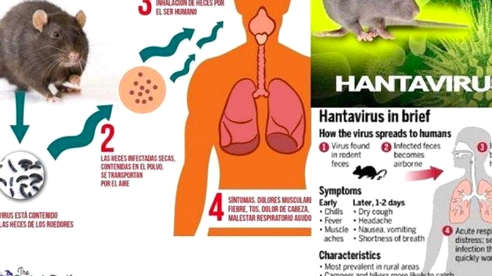 Kemenkes Identifikasi WNA Sebagai Kontak Hantavirus