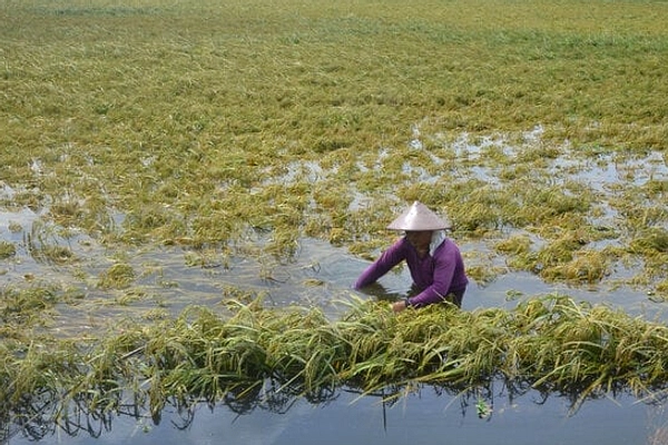 Kementan Luncurkan Program Benih Unggul 870 Ribu Hektare
