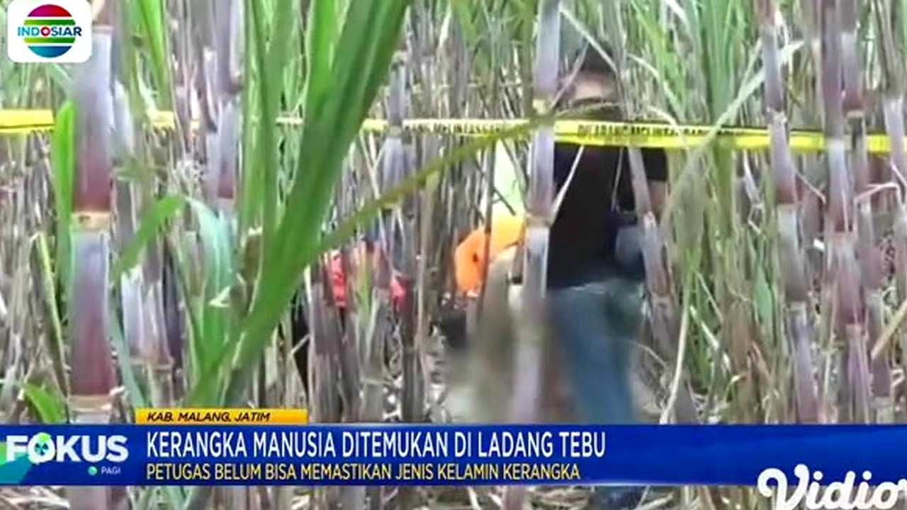 Kerangka Manusia Ditemukan di Ladang Pidodo Wetan, Kendal