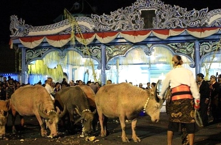 Keraton Solo Lepaskan 5 Kebo Bule Sebelum Malam 1 Suro