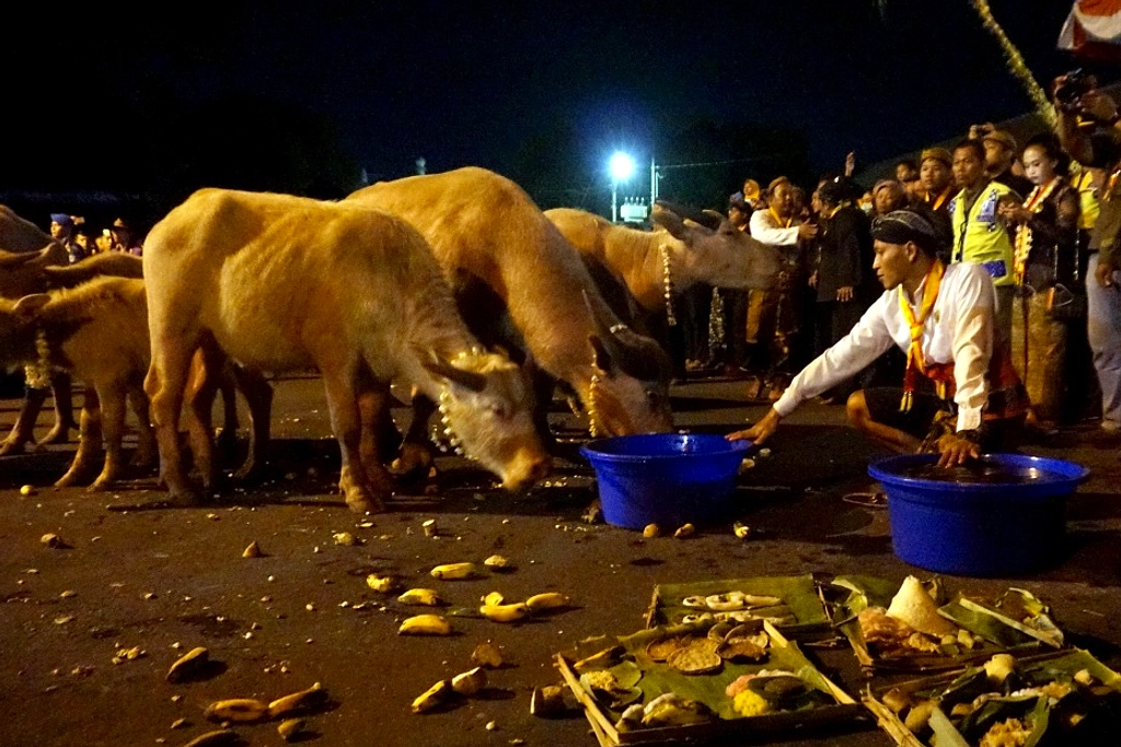 Kerbau Bule Terlibat Pertempuran di Alun‑Alun Solo Semalam