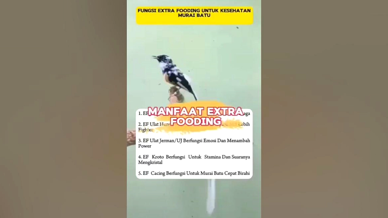 Kicau Mania: Ekonomi Rp 1,7 Triliun Manfaat Kesehatan Mental