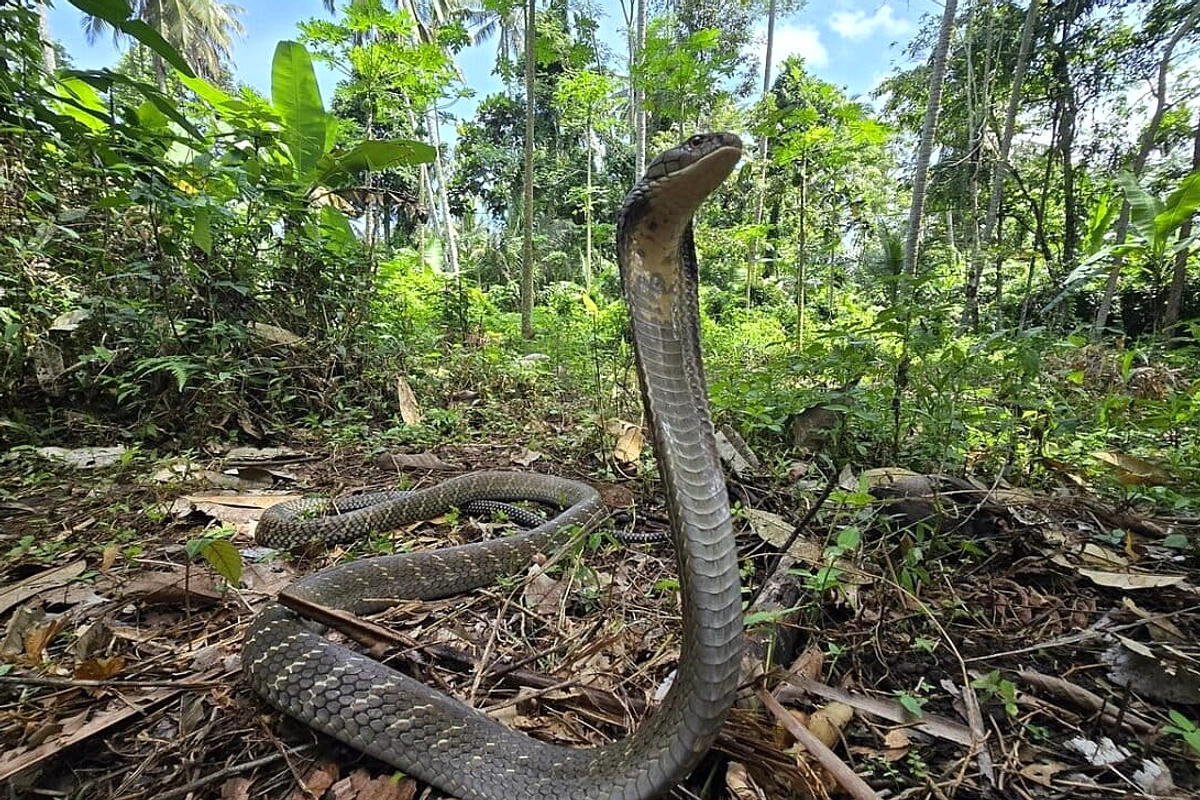King Cobra 2m Masuk Kios Des Buae, Damkar Tangkap Dinas