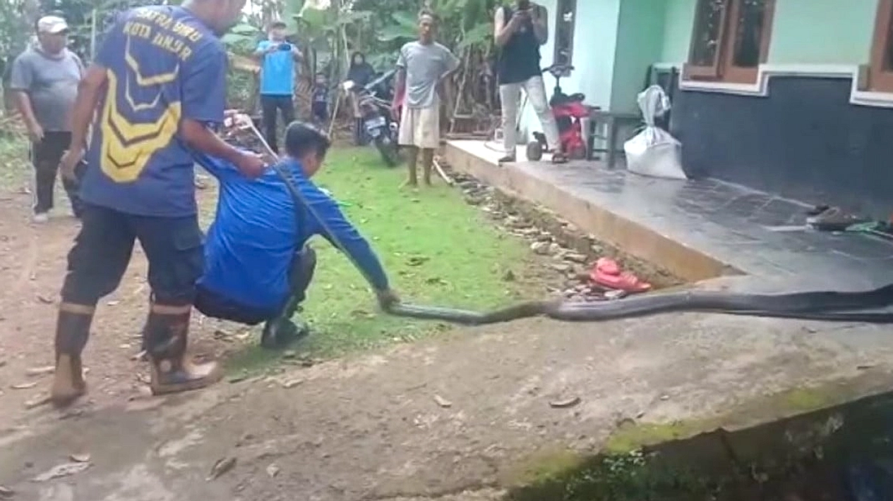 King Cobra 3,5m Jantan Evakuasi di Banjar Suraberata, Tabanan