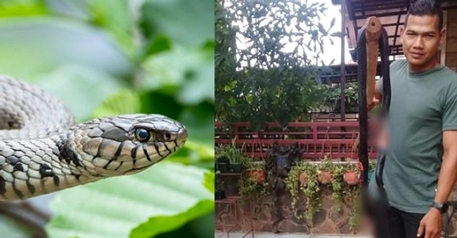 King Cobra di Rumah: Cara Menangani dan Pencegahan Lindungi
