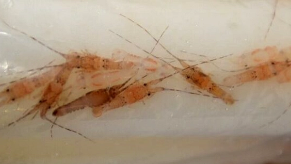 KKP Jegokan 31.255 Benih Lobster, Nilai Rp 4,68 Miliar