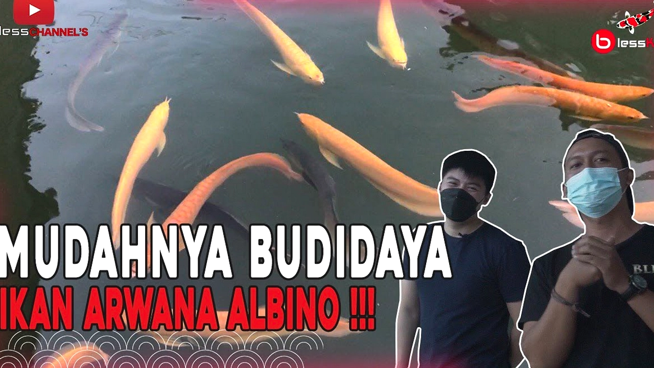 KKP Segel Usaha Ikan Arwana Tanpa Izin di Pekanbaru