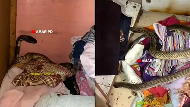 Kobra Jawa 1,2 Meter Dievakuasi di Klaten, Dukuh Gunden