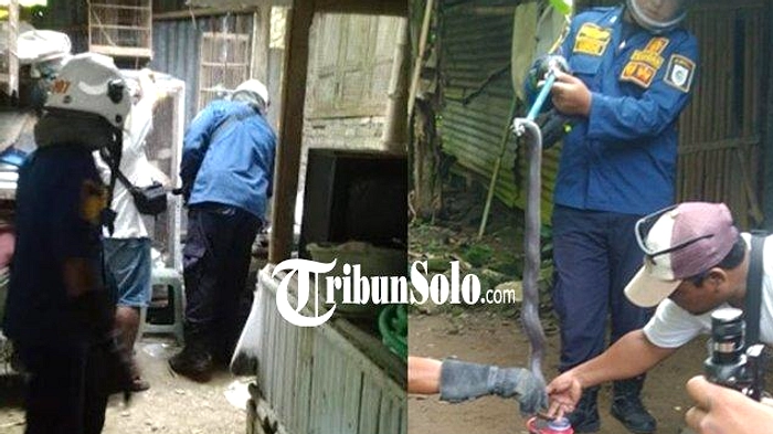 Kobra Jawa Didampingi Relawan Dilepas dari Rumah di Klaten