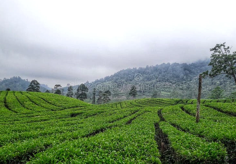Kopi Bangkit, Teh Jawa Barat Rasa Rumahan? Tinjau Tren